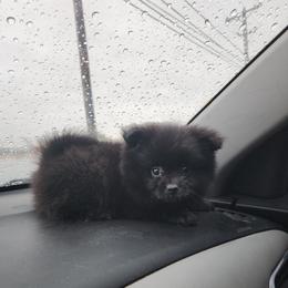 Green - Black male Pomeranian puppy in Fort Worth, Texas from Ramos' Pommies