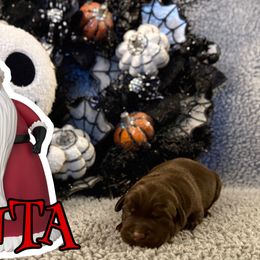 Santa - Chocolate male Labrador Retriever puppy in Water Valley, Mississippi from Three Lakes Labs & WHDs