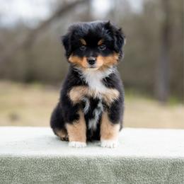 Pigpen - Black tri male Miniature American Shepherd puppy in Groesbeck, Texas from Empire Miniature American Shepherds