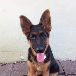German Shepherd Puppies from Finca Vom Chaveco