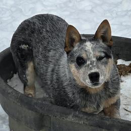 Archer - Blue mottled male Australian Cattle Dog puppy in Rhoadesville, Virginia from Rosewood Farms Australian Cattle Dogs