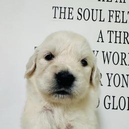 Willow - Light golden female Golden Retriever puppy in Oconto, Wisconsin from Abbie's Golden Retrievers