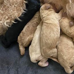 Goldendoodles from Happy Doodle Pups