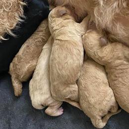 Goldendoodles from Happy Doodle Pups