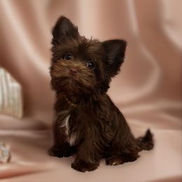 Yorkshire Terrier Puppies from Enchanted Yorkies