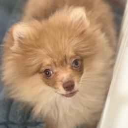 Pee wee - Chocolate merle male Pomeranian puppy in Brentwood, California from Royalpawpoms