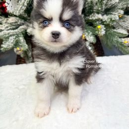 Bucklin - Black and white male Pomsky puppy in Sheffield, Iowa from Clover Ridge Pomskies