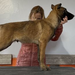 Boy 1 - Belgian Malinois puppy in Sublette, Kansas from Abby's Belgian Malinois