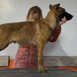 Boy 1 - Belgian Malinois puppy in Sublette, Kansas from Abby's Belgian Malinois