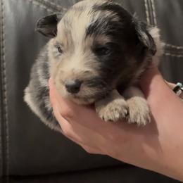 Ace - Blue merle male Border Collie puppy in North Lakeport, California from Wild Rose Ranch