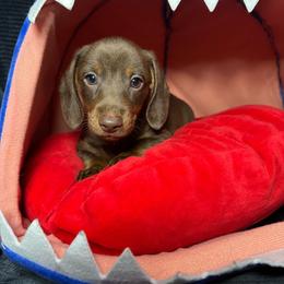 Chocolate - Tan Male - Chocolate and tan male Dachshund puppy in Newark, Ohio from Freyja’s Legacy Dachshunds