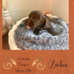 Birken (Orange) - Chocolate male Cavapoo puppy in West Haven, Utah from Harper Haven Cavapoos & Doodles