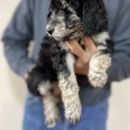 Holly - Black phantom female Aussiedoodle puppy in North Manchester, In 46962, Indiana from Deep Creek Mini Aussiedoodles