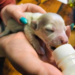 Bob Marley - Cream male Dachshund puppy in Mayport, Pennsylvania from Debbie's Dachshunds
