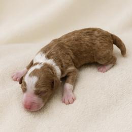 Hazel - female Australian Mountain Doodle puppy in Temecula, California from Country Hills Doodles