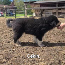 Boy 2 - male Tornjak puppy in Oxford, Michigan from Blue Shamrock Tornjak
