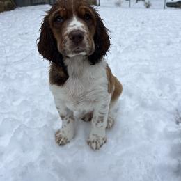 English Springer Spaniel Puppies from Heart of Dixie Springers