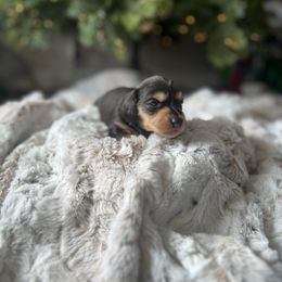 Blue - Black and tan male Dachshund puppy in Casper, Wyoming from Daisy's Doxies & Doodles