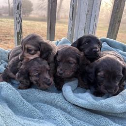Dachshund Puppies from A Anchor Farm