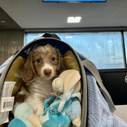 Dachshund Puppies from Tropic Dachshunds