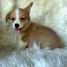 Yellow female - Red female Pembroke Welsh Corgi puppy in Wayne City, Illinois from Lash Livestock & Corgis