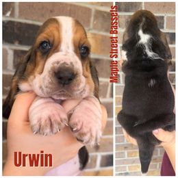 Urwin - Black brown and white male Basset Hound puppy in Red Bay, Alabama from Maple Street Bassets