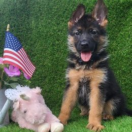 Female 3 - Black and red female German Shepherd puppy in Rockfield, Kentucky from Cheveyo German Shepherds