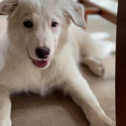 Border Collie Puppies from Triple Shot Border Collies