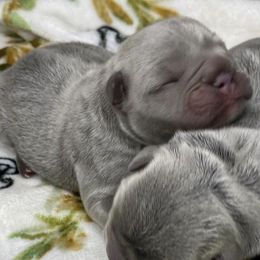 French Bulldogs from DogFather Frenchies