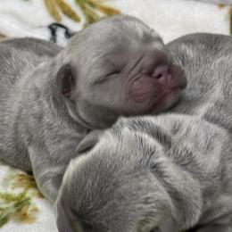 French Bulldogs from DogFather Frenchies