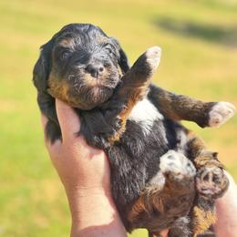 Blossom-Pink girl - Black and tan female Companion Cross puppy in Calimesa, California from Teakwoodpoodleofsocal