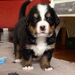 Bernese Mountain Dog Puppies from Queenstown Fine Bernese