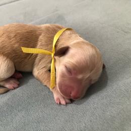 Miss yellow collar - Cream female Maltipoo puppy in Springtown, Texas from North Texas Puppies