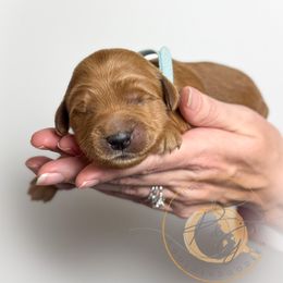 Frost (light blue collar) - Apricot male Goldendoodle puppy in Murrieta, California from Apricot Poodles & Goldendoodles, LLC