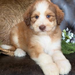 Dolly- Has Videos - Sable female Aussiedoodle puppy in Troy, South Carolina from Lana Corley- Australian Shepherds of 3/W Farms