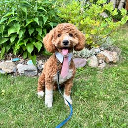 Muppet - Red and white male Cockapoo puppy in Montana from Parti Puppies