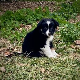 Miniature Australian Shepherd Puppies from Arch Hill Mini Aussies