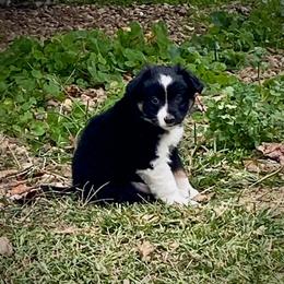 Miniature Australian Shepherd Puppies from Arch Hill Mini Aussies