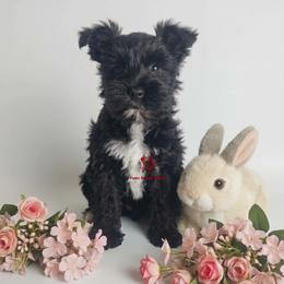 Boy 1 - male Miniature Schnauzer puppy in Fairhope, Alabama from Puppy Sugars Kennels