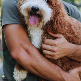 Oliver - Goldendoodle