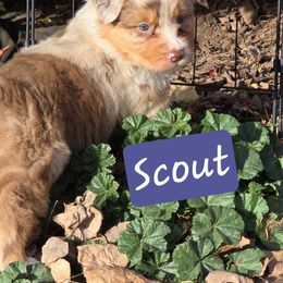 Scout (Phoenix) - Red merle female Australian Shepherd puppy in Smithfield, Utah from Invictus Farms