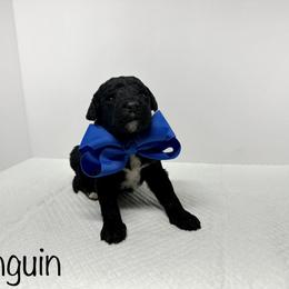 Sheepadoodle Puppies from Smokey Mountain Sheepadoodles