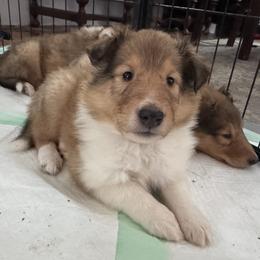 Cupid - Sable and white female Collie puppy in Morocco, Indiana from Collegiate Bassets and Rheign Collies