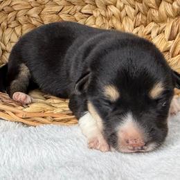 Denisovich - Black and tan male American Corgi puppy in Grants Pass, Oregon from KnR Antler Dogs