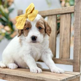 Zinnia - Parti female Goldendoodle puppy in Queen Creek, Arizona from Goldendoodle AZ