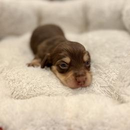 Juan - Chocolate and cream male Dachshund puppy in Fort Gibson, Oklahoma from Cooper’s Dachshunds