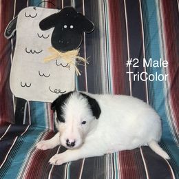 Boy 2 - Bode - Tri-color male Border Collie puppy in Liverpool, Pennsylvania from Breezy Acres Stock & Sporting Dogs