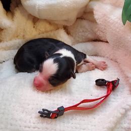 Miniature Australian Shepherd Puppies from Barnyard Mini Aussies