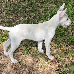 Bolt - White male Xoloitzcuintli puppy in Webster, Florida from Xcel's Xoloitzcuintli and Chinese Cresteds
