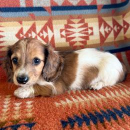 Boy 1 - Dapple male Dachshund puppy in Okeechobee, Florida from HotShot Kennels